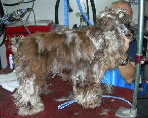 Cocker Spaniel BEFORE Cocker Spaniel BEFORE